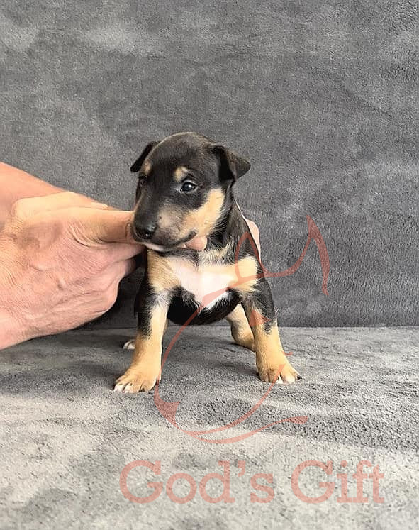 Помёт «K» (02.08.2022)