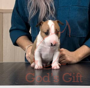 Moolti Будвайзер (БиБи)