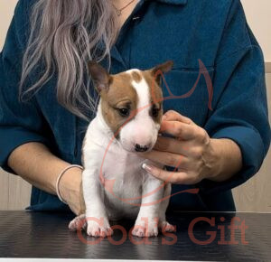 Moolti Бриошь (Броня)