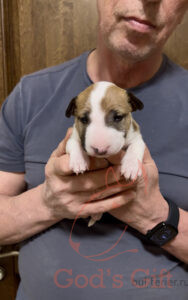 God’s Gift Сахара