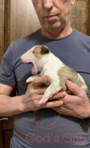 God’s Gift Саванна