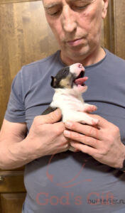 God’s Gift Соломон