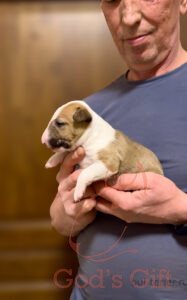 God’s Gift Серенити