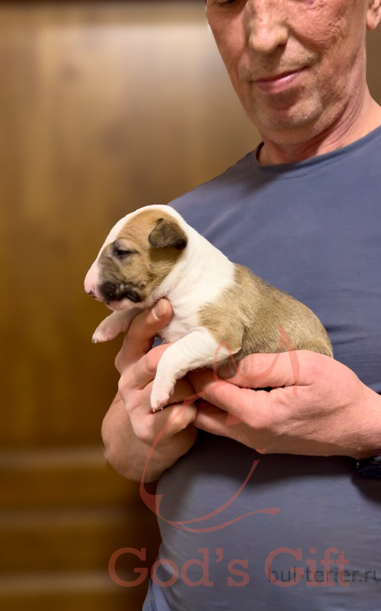 God’s Gift — Помёт «C» (23.04.2025)