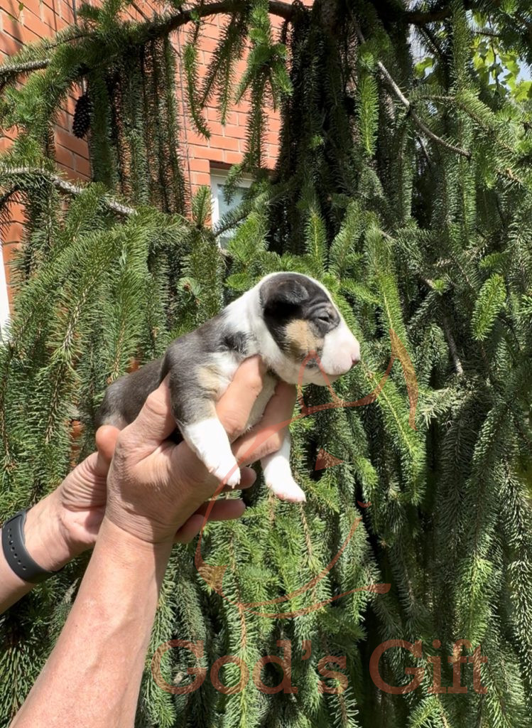 Сука 2. Год’с Гифт Триша Возраст 3 недели.