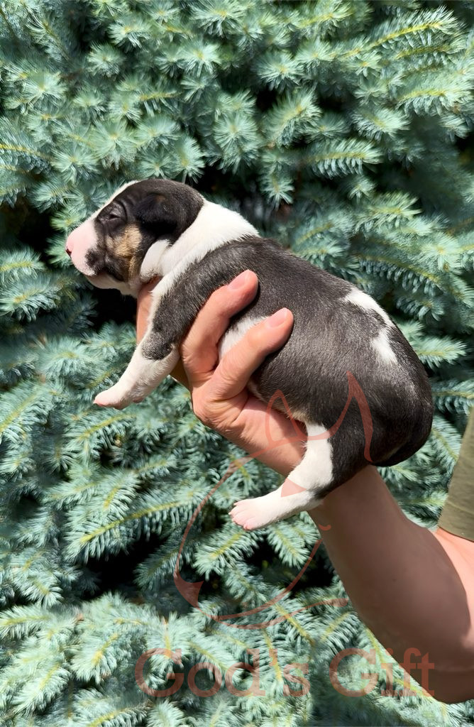 Cука 1. God’s Gift Tаллула. Возраст 3 недели