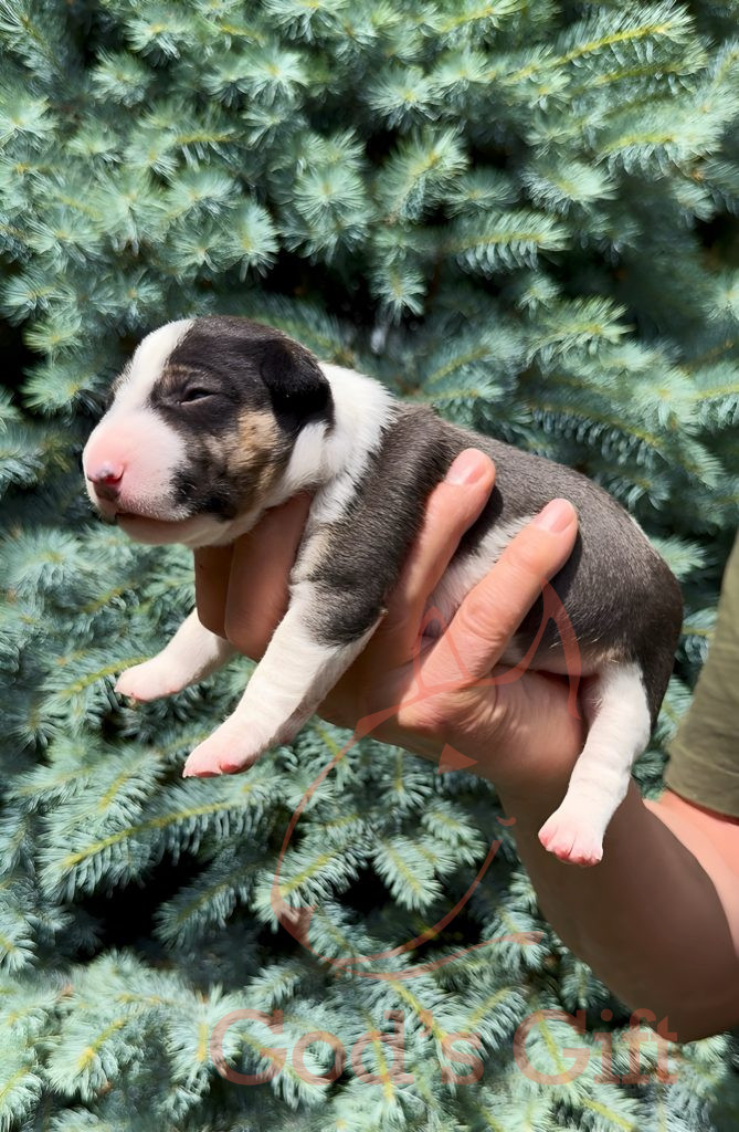 Cука 1. God’s Gift Tаллула. Возраст 3 недели