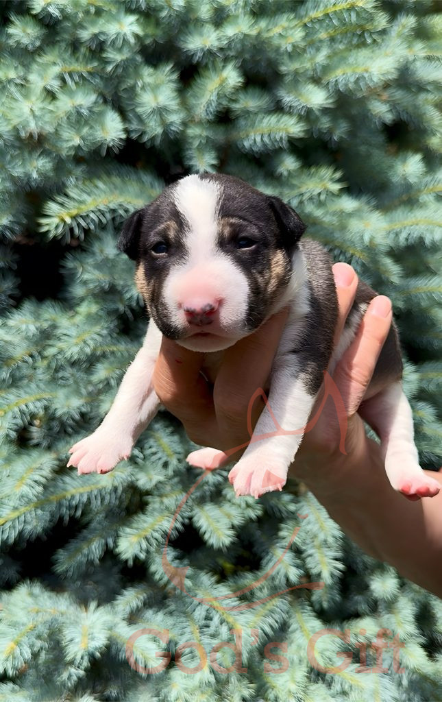 Cука 1. God’s Gift Tаллула. Возраст 3 недели