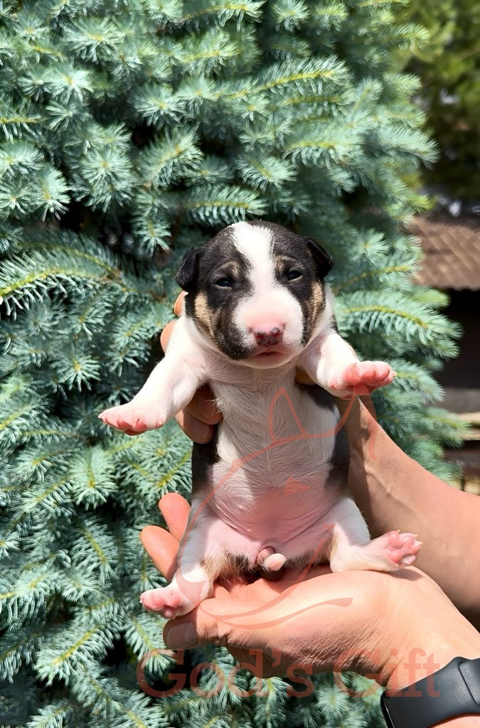 Cука 1. God’s Gift Tаллула. Возраст 3 недели