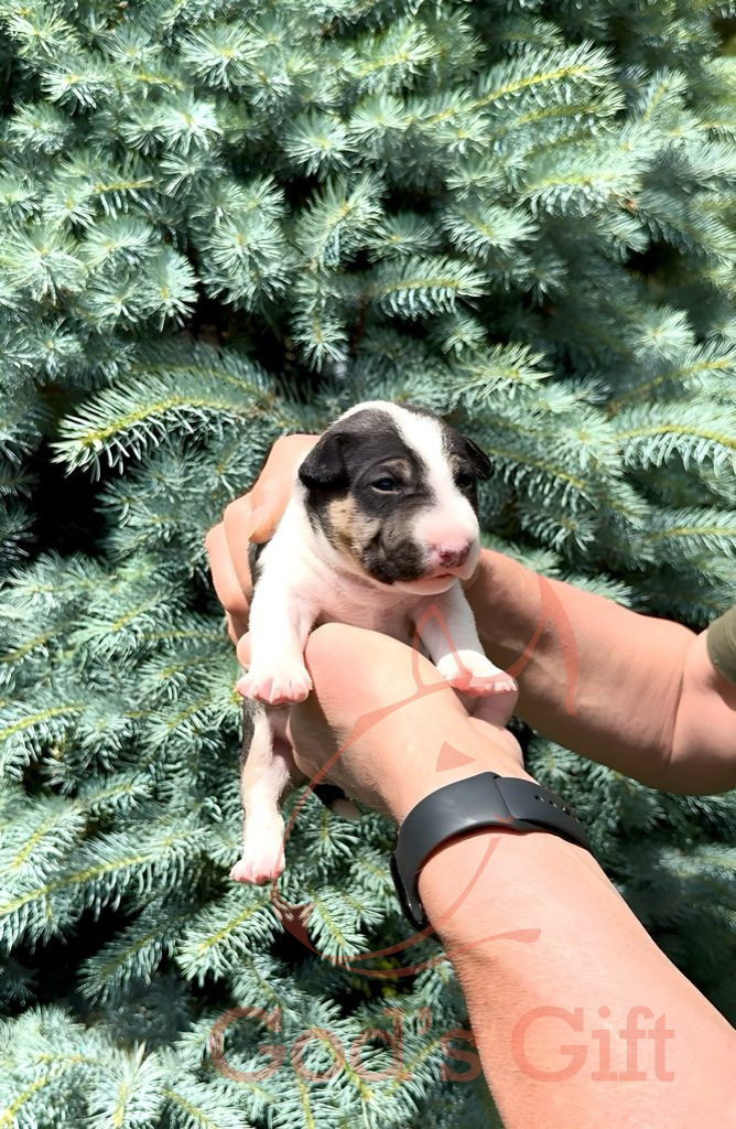 Cука 1. God’s Gift Tаллула. Возраст 3 недели