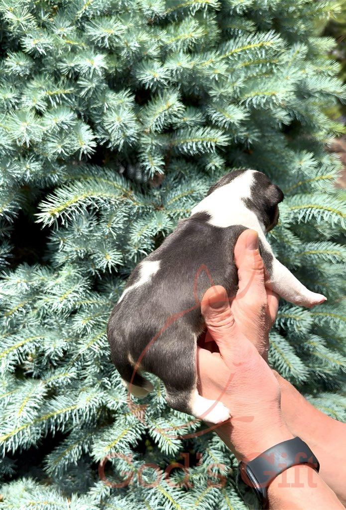 Cука 1. God’s Gift Tаллула. Возраст 3 недели