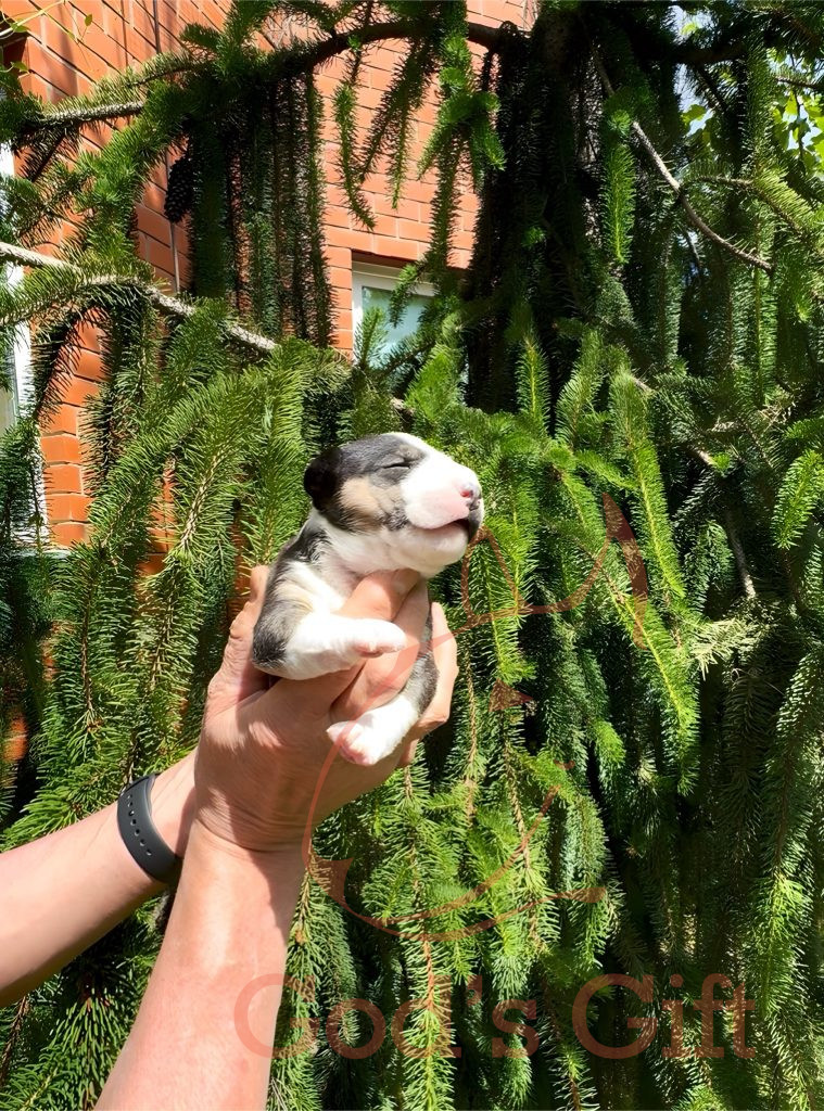 Сука 2. Год’с Гифт Триша Возраст 3 недели.