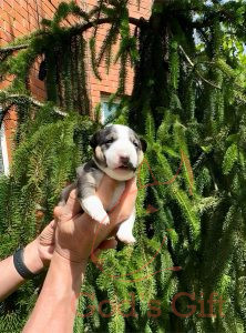 God’s Gift Триша