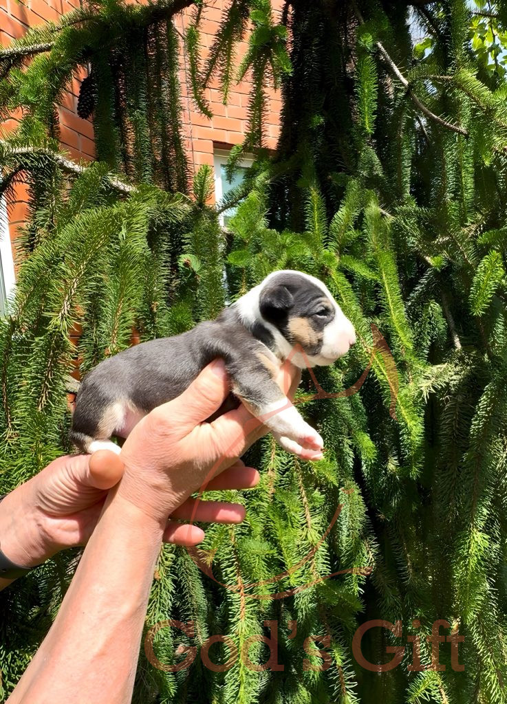 Сука 2. Год’с Гифт Триша Возраст 3 недели.