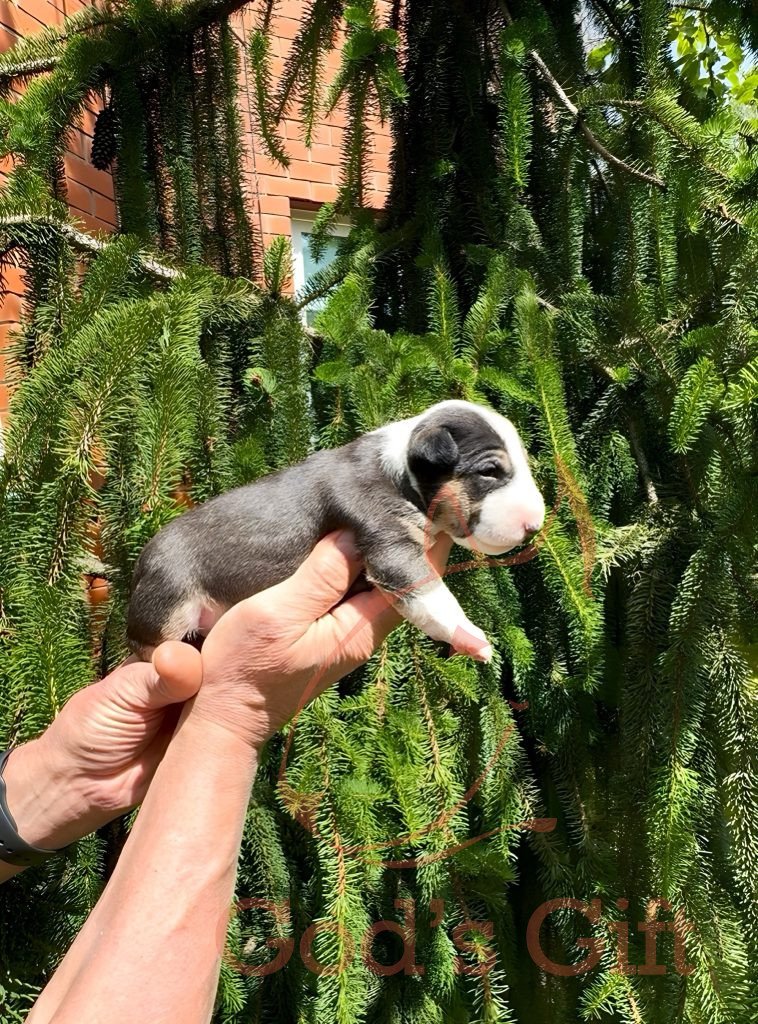 Сука 2. Год’с Гифт Триша Возраст 3 недели.