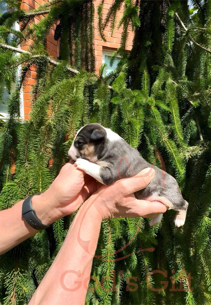 Сука 2. Год’с Гифт Триша Возраст 3 недели.