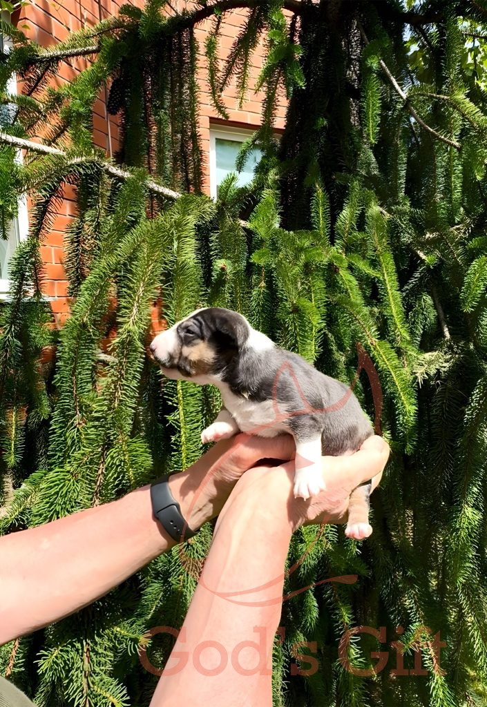 Сука 2. Год’с Гифт Триша Возраст 3 недели.