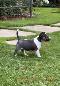 God’s Gift Tаллула