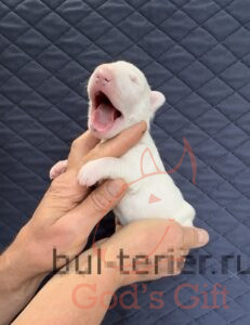 Moolti Константа