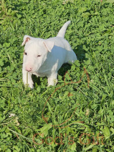 God’s Gift «Ультимо»