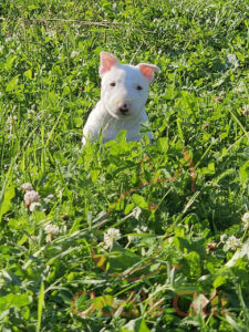 God’s Gift Уран