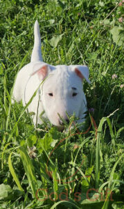 God’s Gift «Урсус»