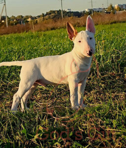 God’s Gift «Уно»