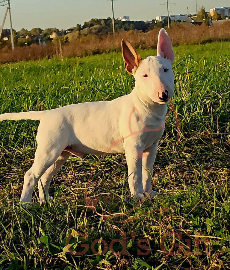 God’s Gift — Помёт «У» (21.06.2025)