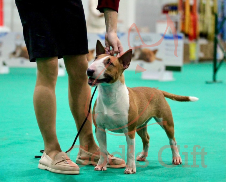 Помёт «Б» (17.01.2024)