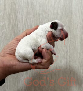 God’s Gift Форбс