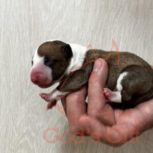 God’s Gift Фобос