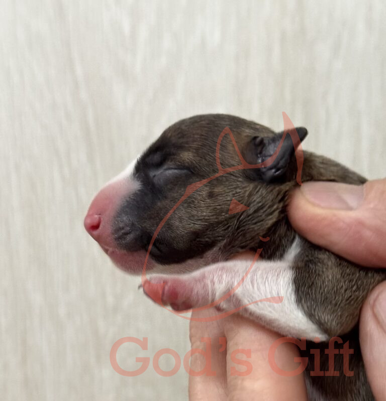 God’s Gift — Помёт «Ф» (15.08.2026)
