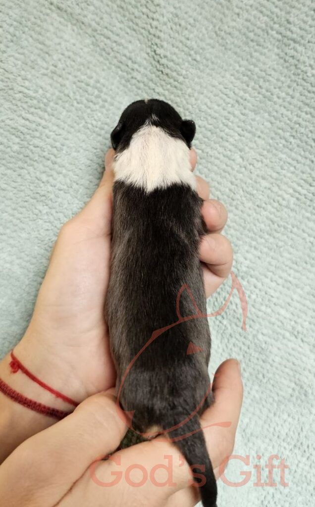 God’s Gift — Хлоя